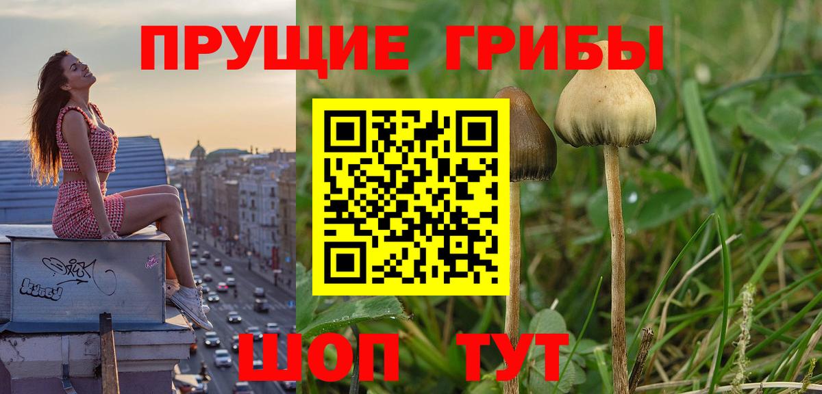Псилоцибиновые грибы Psilocybine cubensis  Псилоцибиновые грибы Psilocybine cubensis  Артёмовский  Вход с VPN 