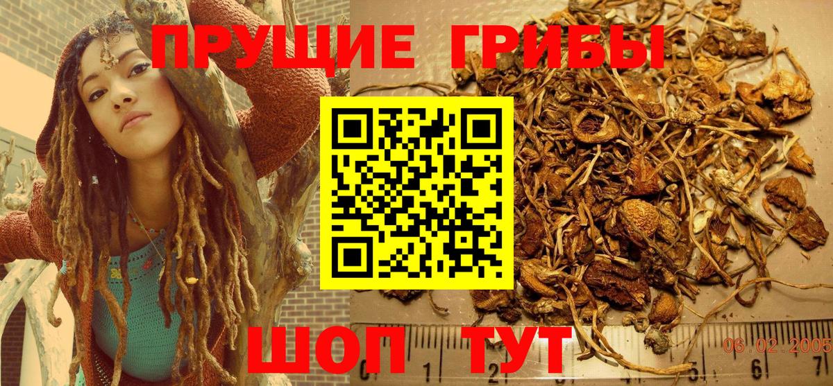 Псилоцибиновые грибы прущие грибы Артёмовский